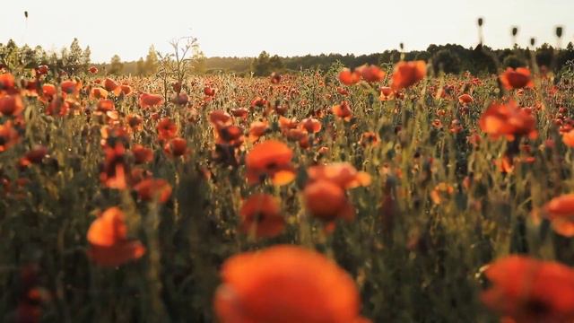 Dan Gibson’s Solitudes - Country Rose | Country Retreat смотреть онлайн