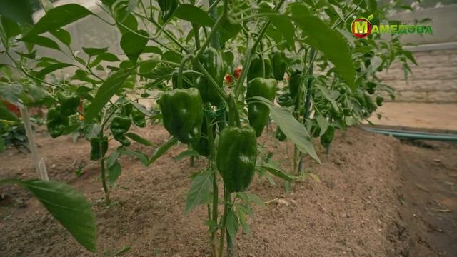 ОСТРЫЙ ПЕРЕЦ в открытом грунте. НОВИНКИ 2023! Выбирайте ЭТИ сорта для Средней полосы России! смотреть онлайн