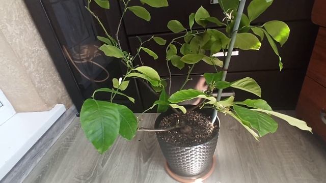 ЛИМОН МЕЙЕРА, С ПЛОДАМИ. смотреть онлайн