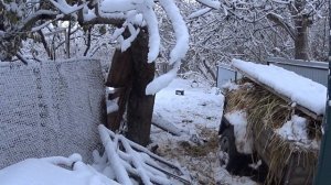 Содержание Овец в зимний период, на даче/Keeping sheep in winter.in the country