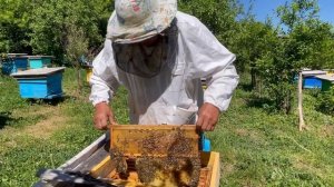 Как мы собираем трутневый расплод для приготовления трутневого гомогената