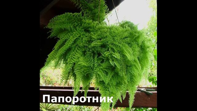 Неприхотливые комнатные растения, растущие в тени смотреть онлайн