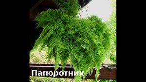 Неприхотливые комнатные растения, растущие в тени