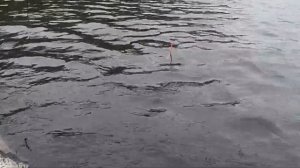 Ловля окуня на живца.Ловля окуня в конце лета возле коряг.perch fishing on live bait