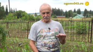 Объяснение, почему груши не растут в Сибири