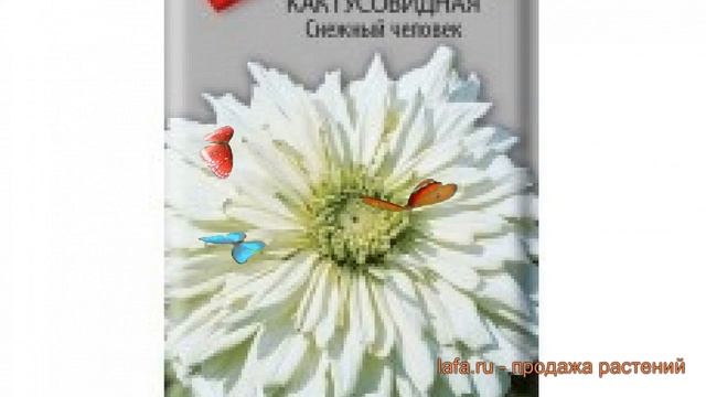 Цинния изящная Кактусовидная Снежный человек ? обзор: как сажать, семена циннии смотреть онлайн