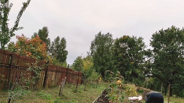Посадка малины