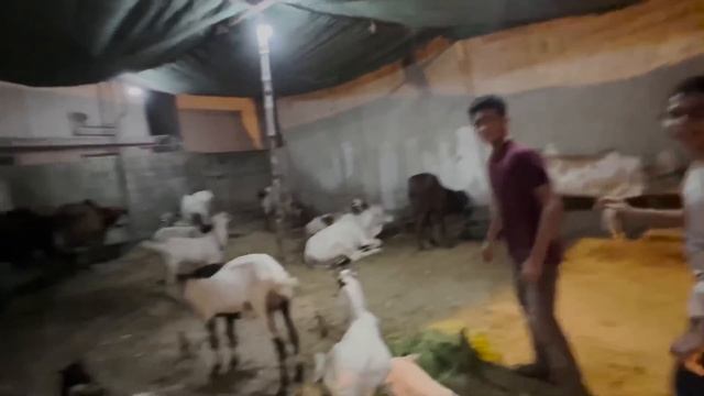 Meri Cow Chori Hogyi? смотреть онлайн