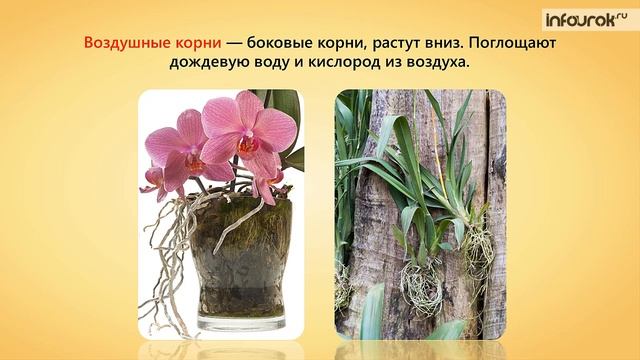 Условия произрастания и видоизменения корней | Биология 6 класс #23 | Инфоурок смотреть онлайн