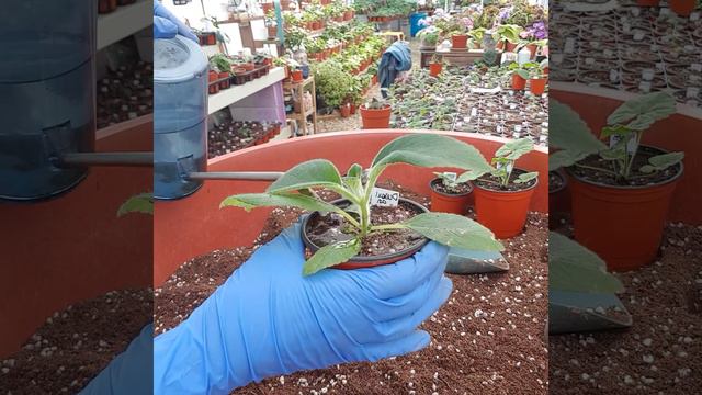 식물의 물주기 고급편.the method of watering plants смотреть онлайн