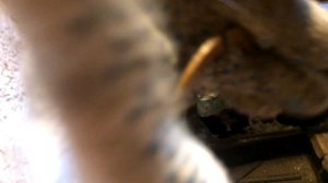 СТУК СЦЕПЛЕНИЯ ПРИОРА. замена полуколец коленвала , люфт коленвала приора