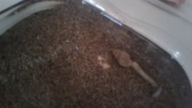 Раки маленькие смотреть онлайн