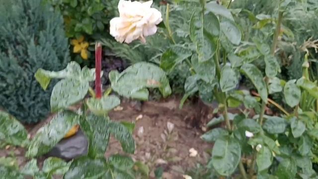 461.#Две шикарные розы Глория Дей и еë родственница Пëстрая фантазия??? смотреть онлайн