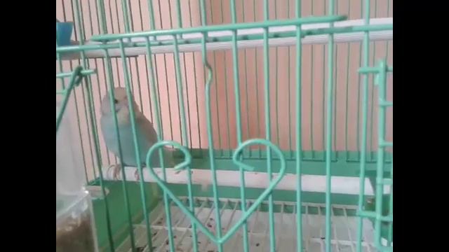 КАК УЗНАТЬ ПОЛ ВОЛНИСТОГО ПОПУГАЯ смотреть онлайн