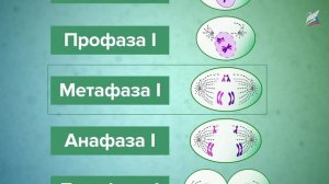 Половое размножение. Мейоз