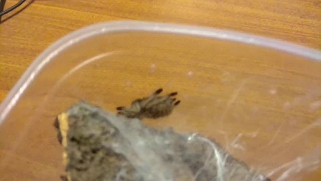 Мой первый древесный птицеед Avicularia sp Peru Purple смотреть онлайн