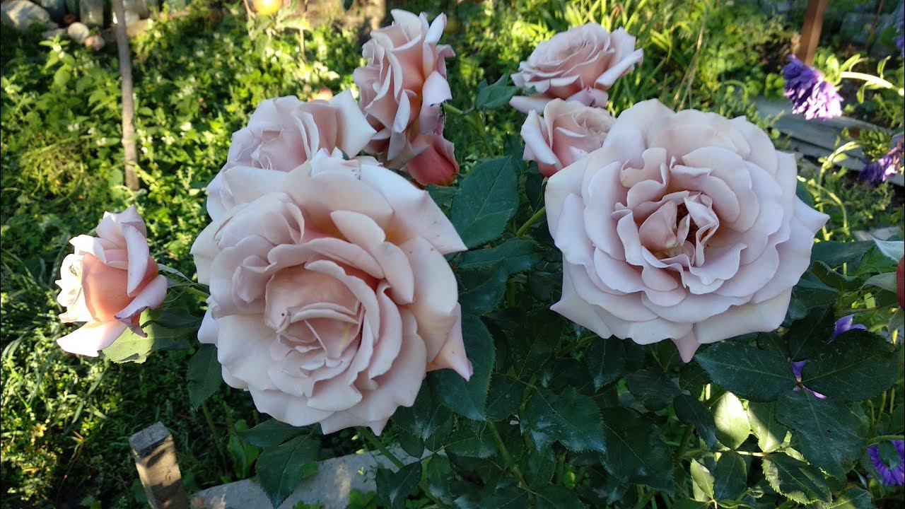 Розы. Лучшие флорибунды. Сорта роз. смотреть онлайн