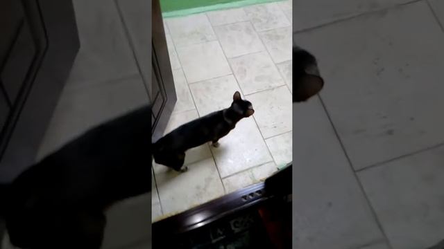 Не было дома 7 дней,встречают котята!Ориентальные кошки!!! смотреть онлайн