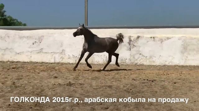 Продажа лошадей арабской породы конефермы Эквилайн, тел , WhatsApp +79883400208 Голконда 2015г р смотреть онлайн