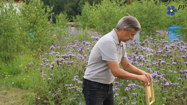 Нуклеус Дмитрия Овсянникова