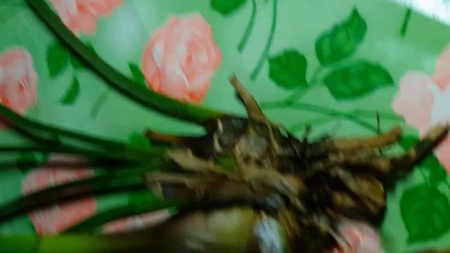 ЦИМБИДИУМ ,МОЯ ИСТОРИЯ. смотреть онлайн