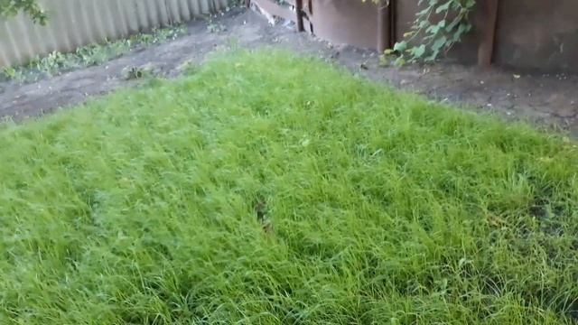 Как Ухаживать за ГАЗОНОМ. Полив. смотреть онлайн