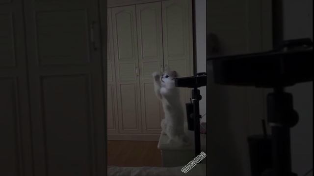 смешное смотреть онлайн