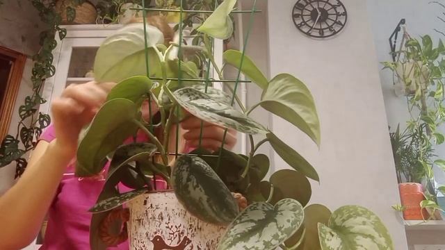 Новая опора для Сциндапсуса/Секрет ? больших листьев прост! ✨ смотреть онлайн