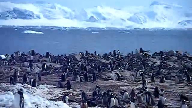 Large Gentoo penguin colony смотреть онлайн