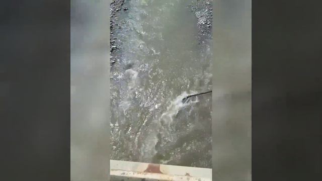 Природа Краснодарского края. Стремительно-быстрый поток горной реки. Река Лаба. смотреть онлайн