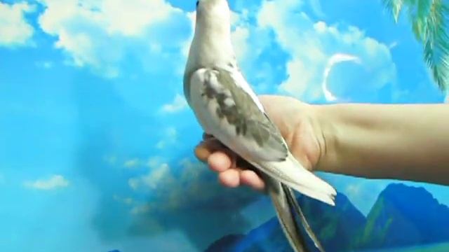 Выкормыш кореллы