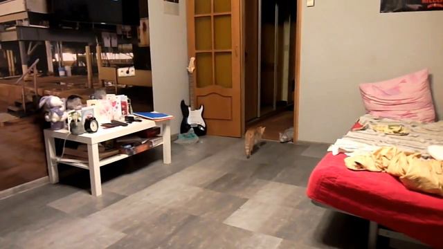 Котенок смешно прыгает (Kitten jumps funny) смотреть онлайн