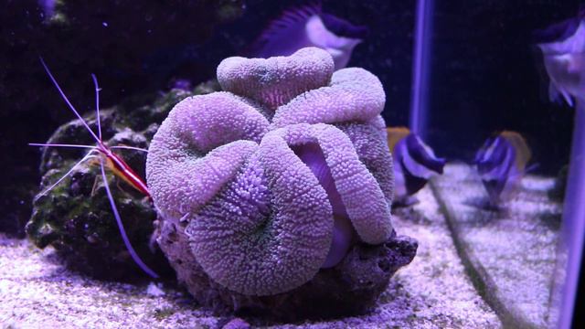 Haddoni Carpet Anemone Eating смотреть онлайн