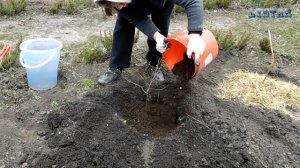 Как посадить фундук лещину посадка выращивание уход как выращивать фундук огород сад розарий цветни