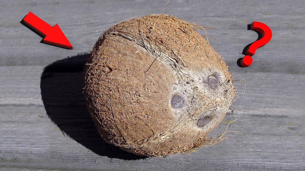 КОКОС - ЭТО НЕ ОРЕХ? смотреть онлайн