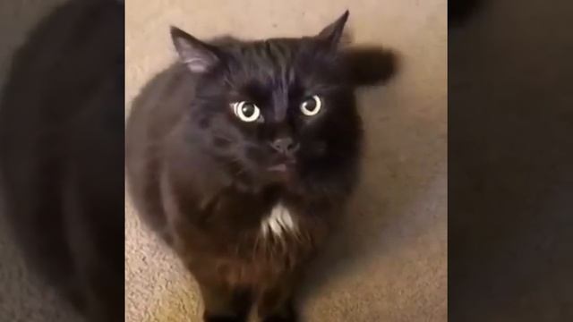 No Your Mean! Cat Meme смотреть онлайн