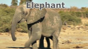 Learn Animals Names For Kid Surprise Animal - Dinosaurs Monkey - Fun Video Wild Animals