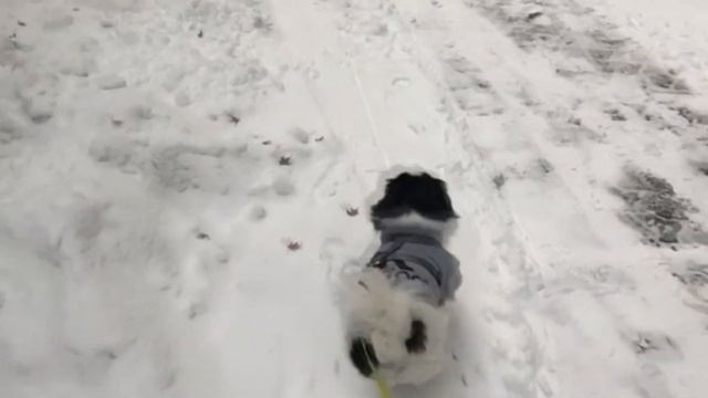 Японский хин. В кино, Интеллект, Вопросы и ответы, История смотреть онлайн