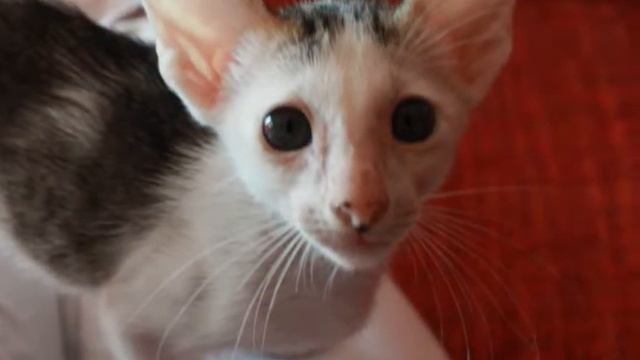 SaphirAngel's HakunaMatata смотреть онлайн
