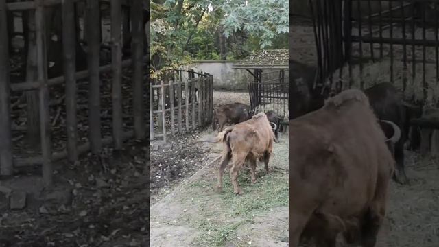 Зоопарк в Варшаве. Рассказываю про шахматную доску. Любые рычаги управления созданы верхушками. смотреть онлайн