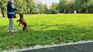 Обучение команде Апорт и поиск предмета (начальный этап)