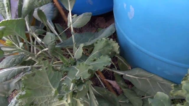 ⟹ WHAT IS THIS BUG? | ANOTHER WEIRD ONE | IDENTIFIED Pieris Rapae Pupae смотреть онлайн