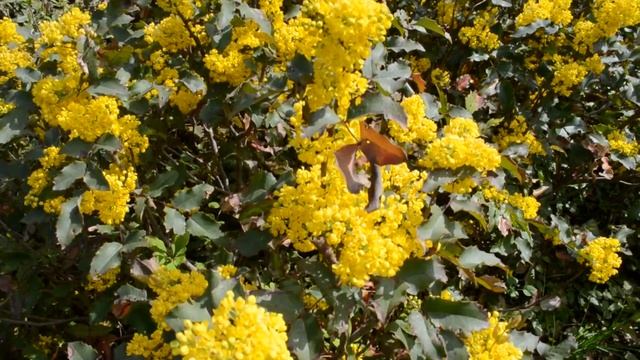 Красивый цветущий желтый куст смотреть онлайн