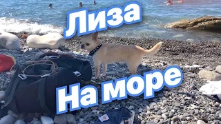 Чихуахуа. Лиза на море. смотреть онлайн
