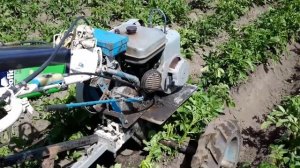 ?Окучивание картофеля смещённым мотоблоком !?