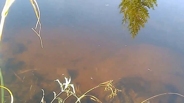 Рыбалка на лосося. Финляндия. смотреть онлайн