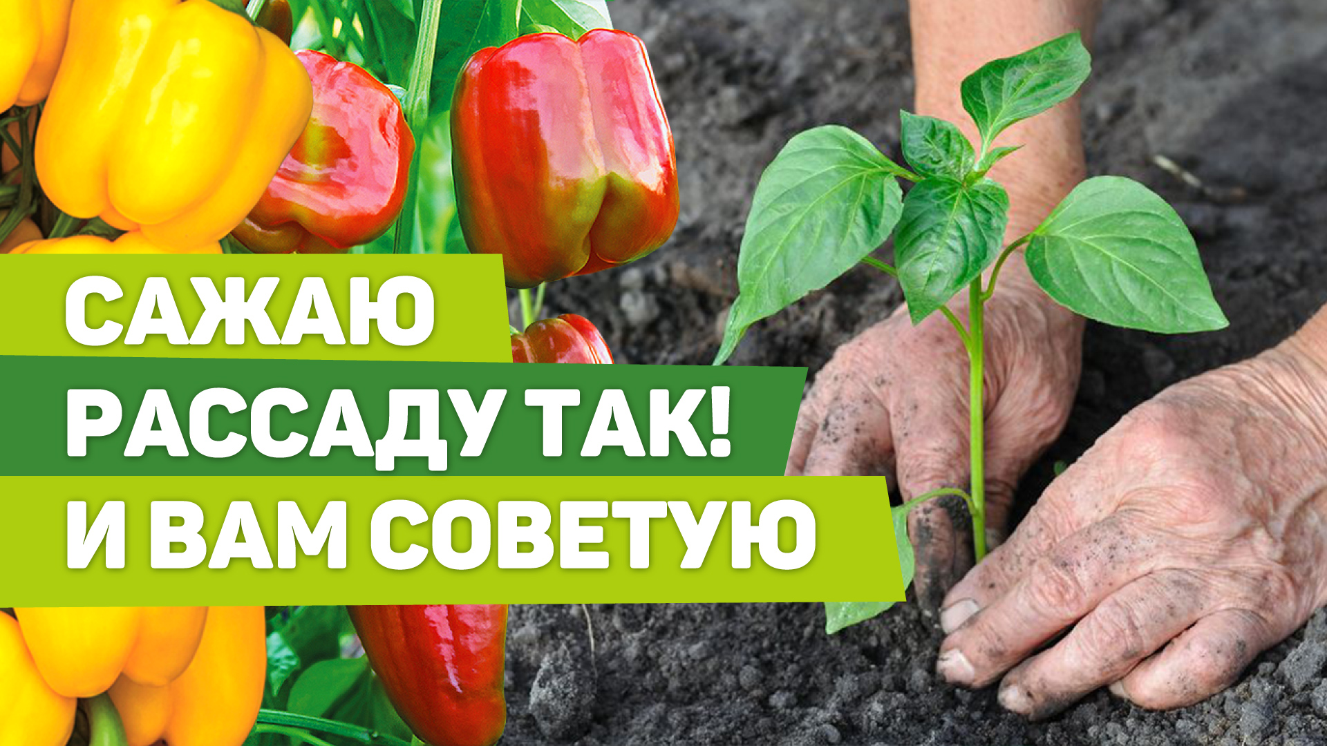 ВЫСАДКА РАССАДЫ ПЕРЦА В ТЕПЛИЦУ. Что положить в лунку.mp4 смотреть онлайн