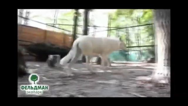Волки смотреть онлайн