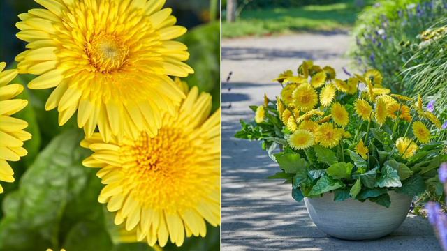Roberta's 4-Piece Double Majestic Gerber Daisy Live Plants on QVC смотреть онлайн