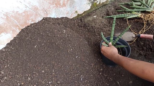Propagating Snake Plant Cylindrica Boncel by Division смотреть онлайн